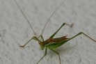 Grashüpfer