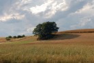 Feld, Baum, Gewitterwolken